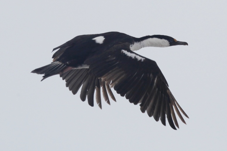 Antarctic shag